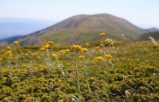 Ilgaz Dağı'nın zirvesinde açan çiçeklerle...