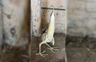 Karabük'te nesli tehlike altında olan “Bayağı...