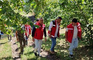 Samsun'da tahmini fındık rekolte çalışması...