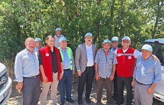 Vezirköprü’de kanola hasadı başladı