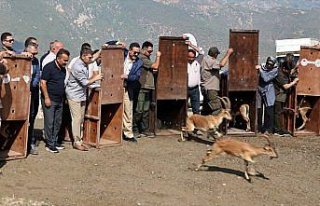 Amasya'da doğaya 5 yaban keçisi bırakıldı