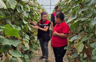 Amasya'da seralarda denetim yapıldı