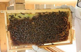 Artvin'de bal fiyatları belirlendi