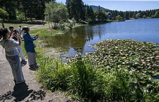 Gölcük ve Abant'ta çiçekler doğaya renk...