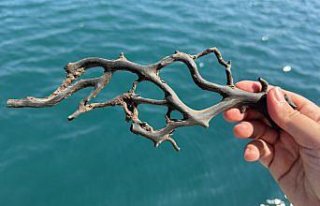 GRAFİKLİ - Siyah ve taş mercanlar deniz ekosistemi...