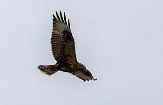 Bolu'da rüzgarlı havada avlanmaya çalışan...