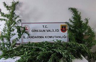 Giresun'da uyuşturucu operasyonu
