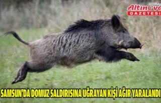 Samsun'da domuz saldırısına uğrayan kişi...