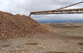 Samsun'da şeker pancarı hasadı başladı