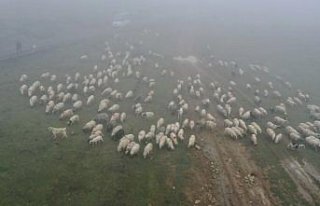 Sisler altındaki Karadeniz yaylalarından dönüş...