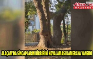 Alaçam'da sincapların birbirini kovalaması...