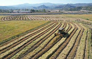 Çorum'un Osmancık ilçesinde çeltik hasadı...