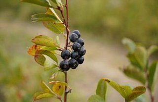 Edirne'de  aronya hasadına başlandı