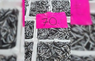 Ordu'da balık tezgahlarında hamsi bolluğu...