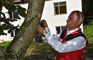 Ordu'da kahverengi kokarcayla mücadelede 20...