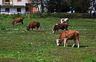 Trabzon'un yüksek kesimlerini “vargit“ çiçekleri...