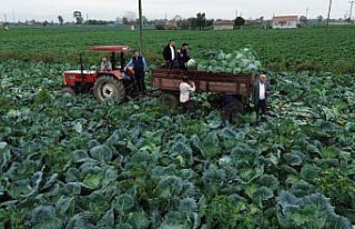 Bafra Ovası'nda beyaz lahana hasadı başladı
