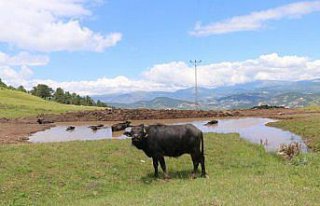 Ordu, Halk Elinde Anadolu Mandası Islahı Projesi...