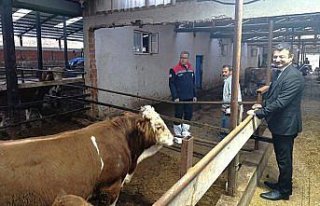 Samsun Tarım ve Orman Müdürü Yılmaz, Ladik'te...