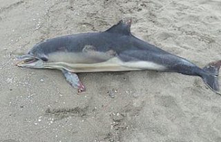 Samsun'da ölü yunus kıyıya vurdu