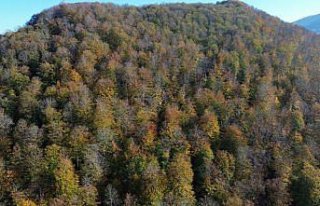 Bafra'da Yunt Dağı güz sarısına boyandı