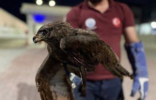 Sinop'ta yaralı kızıl şahin tedavi altına...