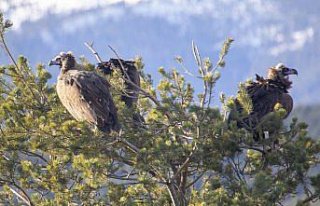 Akbabaların izi Bolu'daki istasyonda sürülüyor