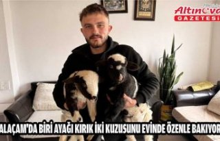 Alaçam'da biri ayağı kırık iki kuzusunu...