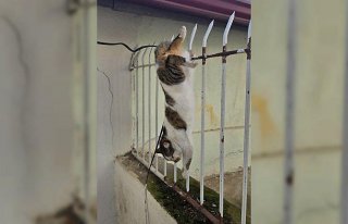 Amasya'da korkuluk demirlerine saplanan kediyi...