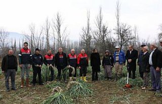 Çorum'da coğrafi işaretli Kışlacık pırasasında...
