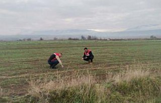 Çorum'da ekim alanlarında fenolojik gözlem...