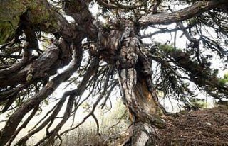 Dalları aşağıya doğru uzanan çam ağacı şemsiyeyi...