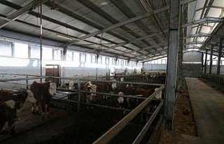 Devlet desteğiyle 4 olan hayvan sayısını 9 yılda...