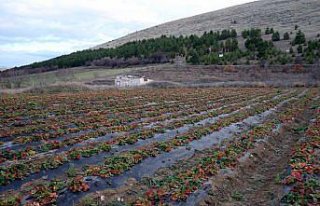 Hobi amaçlı başladığı çilek üretiminde talebe...