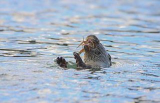 Karabük'te nesli tehlike altında olan su samuru...