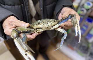 Sinop'ta balıkçıların ağına mavi yengeç...