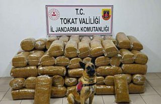 Tokat'ta 485 kilogram kaçak tütün ele geçirildi