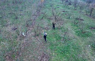 Uzmanlar kahverengi kokarcayla mücadelede yarasaları...