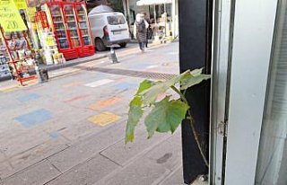 Zonguldak'ta esnaf iş yerindeki duvarın arasından...