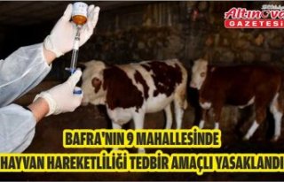 Bafra'nın 9 mahallesinde hayvan hareketliliği...
