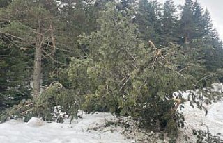 Bolu’da rüzgar ve eriyen kar çam ağaçlarını...