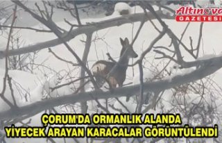 Çorum'da ormanlık alanda yiyecek arayan karacalar...