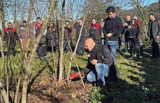 Giresun'da fındık budama eğitimi çalışmaları...