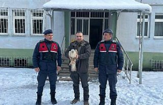 Giresun'da yaralı bulunan kızıl şahin tedavi...