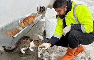 Karabük Belediyesinden sahipsiz hayvanlara mama desteği