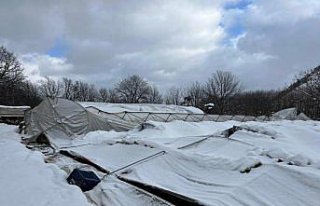 Karabük'te yoğun kar nedeniyle seraların çökme...