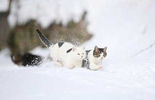 Kastamonu'da kar nedeniyle yiyecek bulamayan...