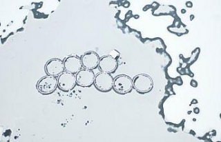 Kastamonu'da yüzeyi buz tutan Kulaksızlar Barajı...