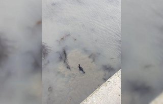 Kızılırmak Nehri'nde misinaya takılan karabatak...