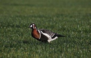 Rize'de Sibirya kazı görüntülendi